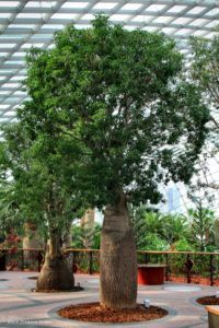 Queensland Bottle Tree or Brachychiton rupestris
