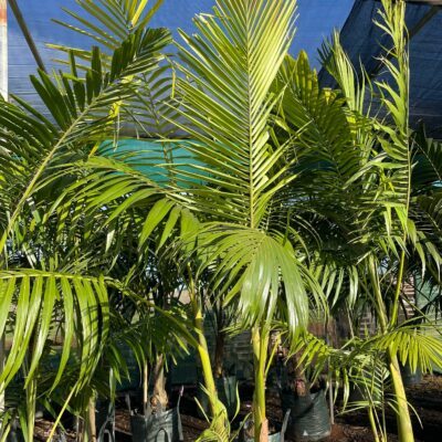 Bangalow Palm