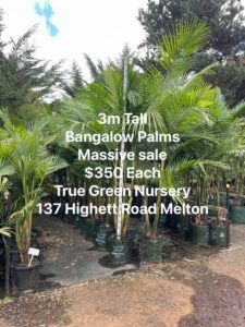 Bangalow Palm Sale