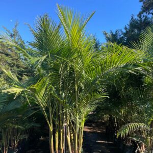Bangalow Palm Archontophoenix cunninghamiana