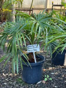 Cabbage tree palm (Livistona australis)