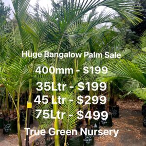 Bangalow Palms on Sale
