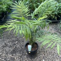 Parlour Palm ( Chamaedorea elegans ) 200mm pot