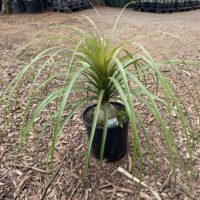 Ponytail Palm ( Beaucarnea recurvata ) 200mm Pot