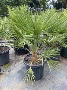 European Fan Palm ( Chamaerops humilis ) 300mm Pot