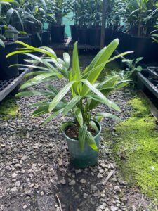 Lady Palm ( Rhapis excelsa ) 140mm pot