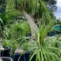 Ponytail Palm Beaucarnea recurvata