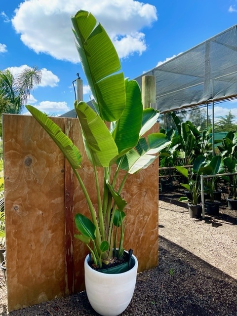 Image of Bird of Paradise tall container plant for shade