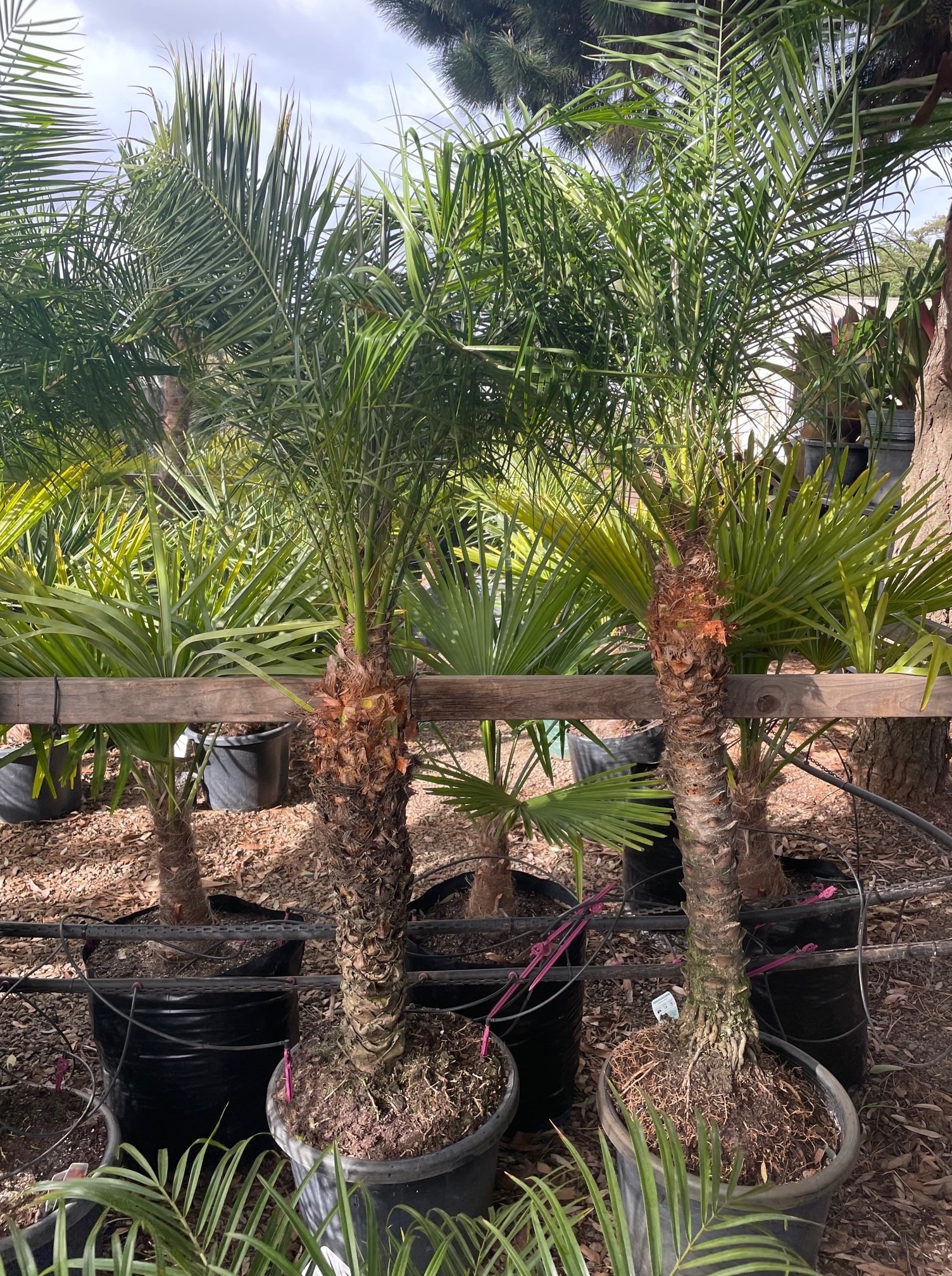 Top Five Palm Species to Grow in Melbourne   True Green Nursery
