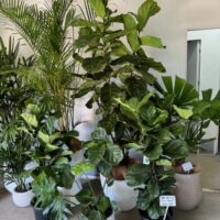 Fiddle Leaf figs and inddor plants