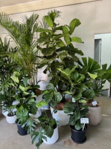 Fiddle Leaf figs and inddor plants