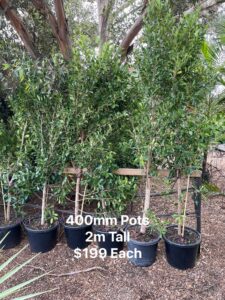 Ficus Flash 400mm Pots on Sale now