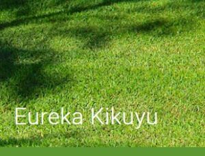 Eureka Kikuyu Turf