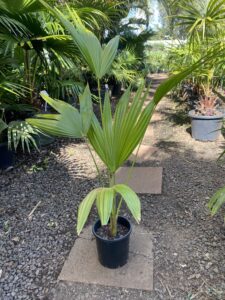 Chinese Fan Palm ( Livistona chinensis ) 200mm pot