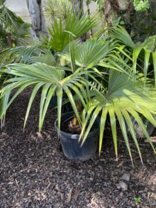 Chinese Fan Palm ( Livistona chinensis ) 400mm Pot