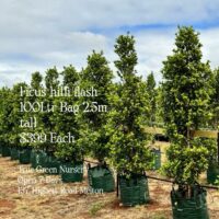 Ficus Flash 100Litre Bags 2.5m Tall