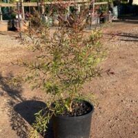 Burgundy Tea Tree (Leptospernum morisonii)
