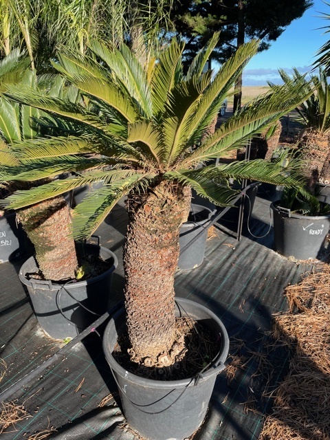 Cycad sourcing