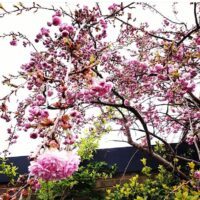 Cheal's Weeping Cherry Prunus 'kiku-shidare-zakura'