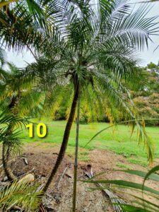 Palm and Plant sourcing