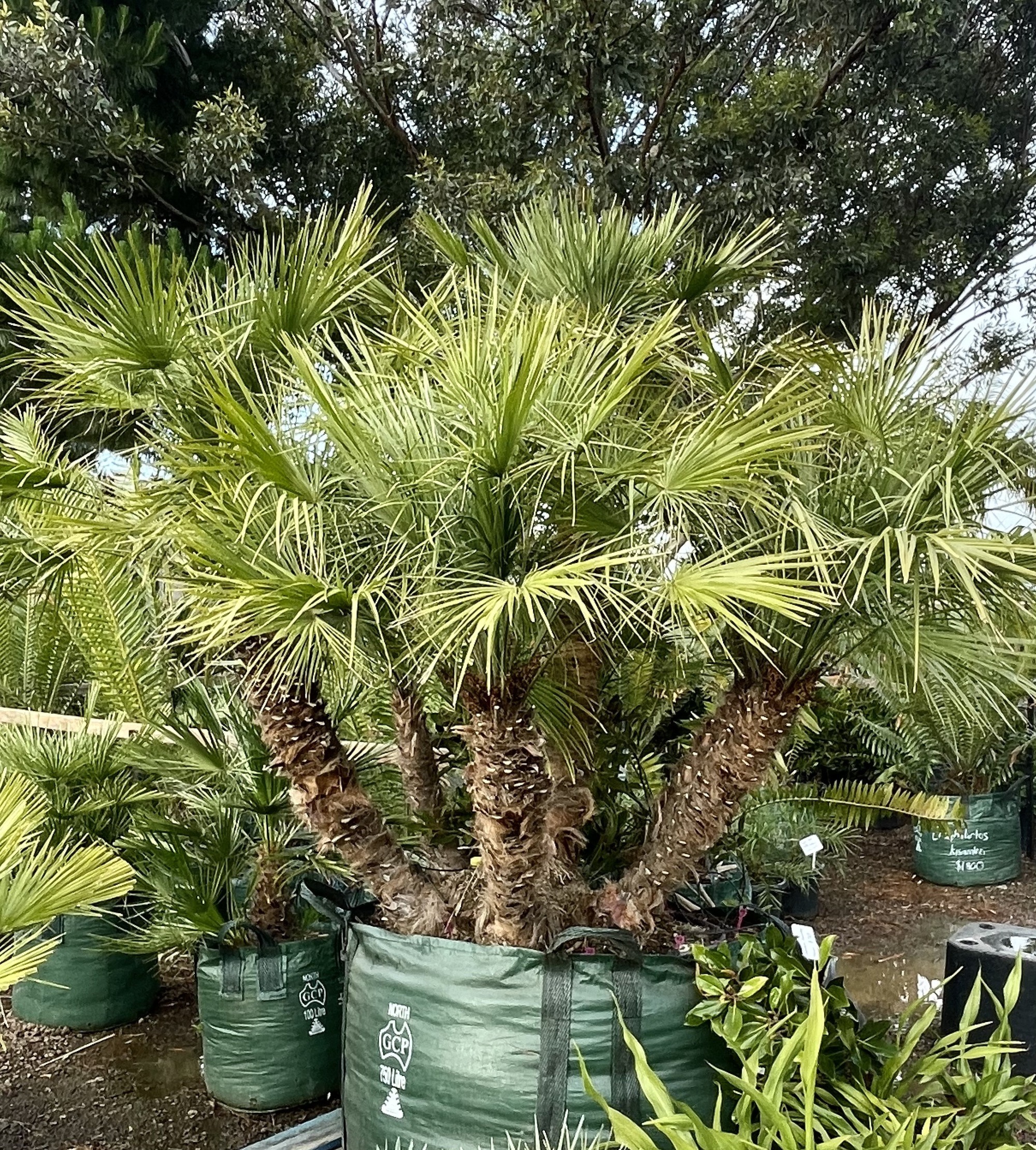 European Fan Palm Guide: How To Grow Care For “Chamaerops, 48% OFF