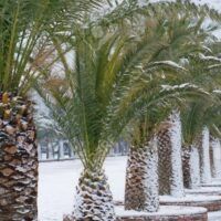 Frost Tolerant Palms