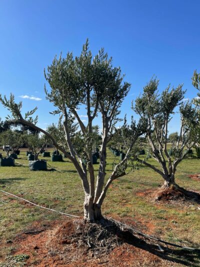 Olive Trees Mature