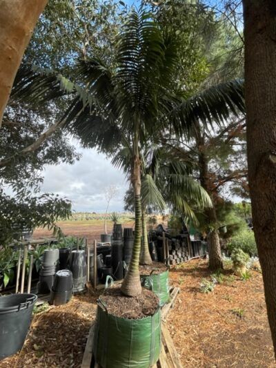 Kentia Palm 2.5m clear trunk Clear Trunk