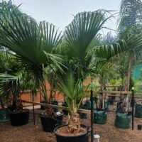 Chinese fan palm (Livistona Chinensis)
