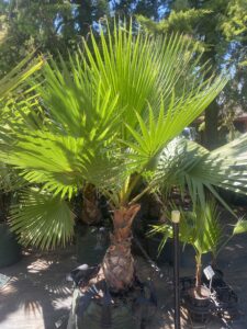 Mexican Cotton Palm ( Washingtonia robusta ) 100ltr