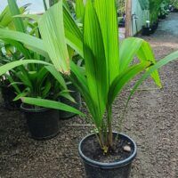 Palm Grass 300mm pot