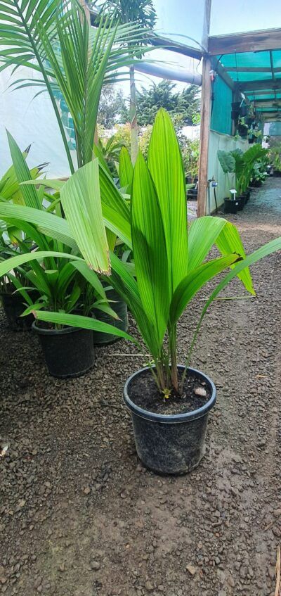 Palm Grass 300mm pot
