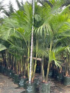 Bangalow Palm 3m Tall
