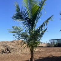 Majestic Palm Ravenea rivularis