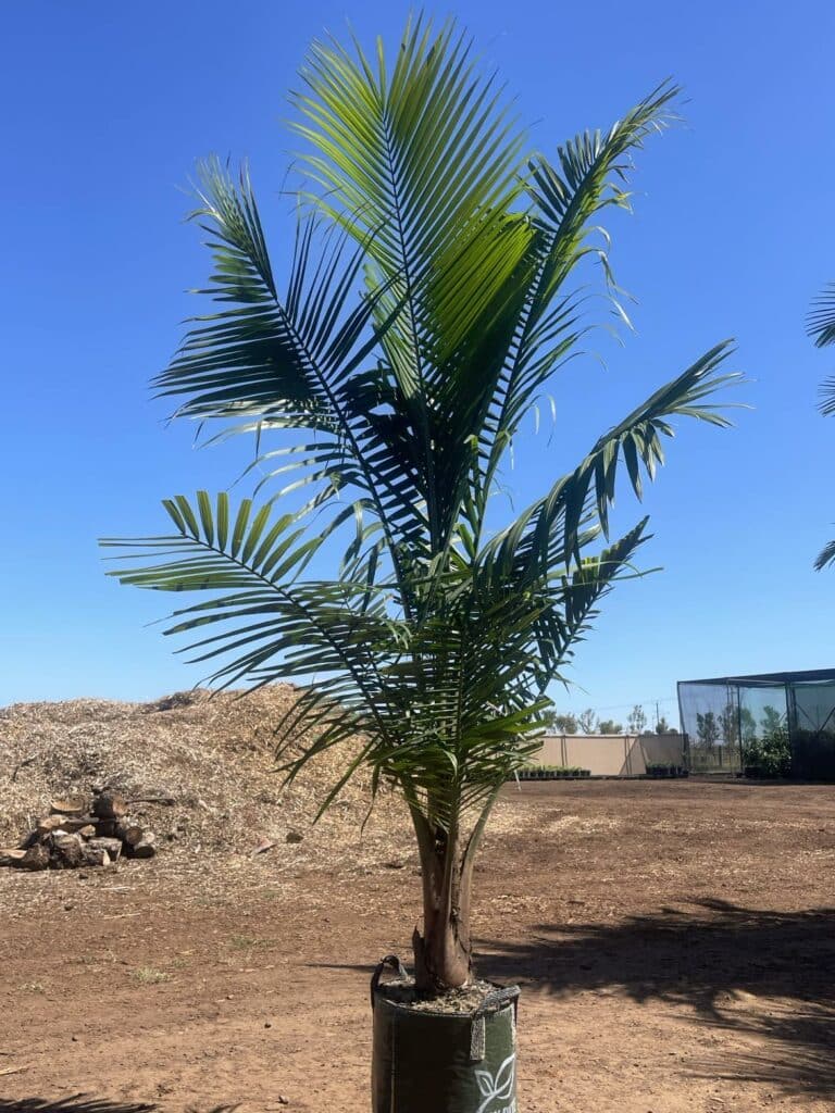 Majestic Palm (Ravenea rivularis) - True Green Nursery