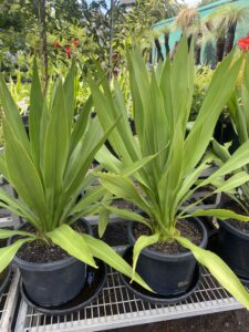Doryanthes palmeri 300mm Pot