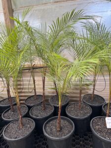 Lytocaryum weddelliana / Wedding Palm