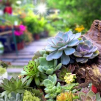 Succulents and Other Plant Varieties