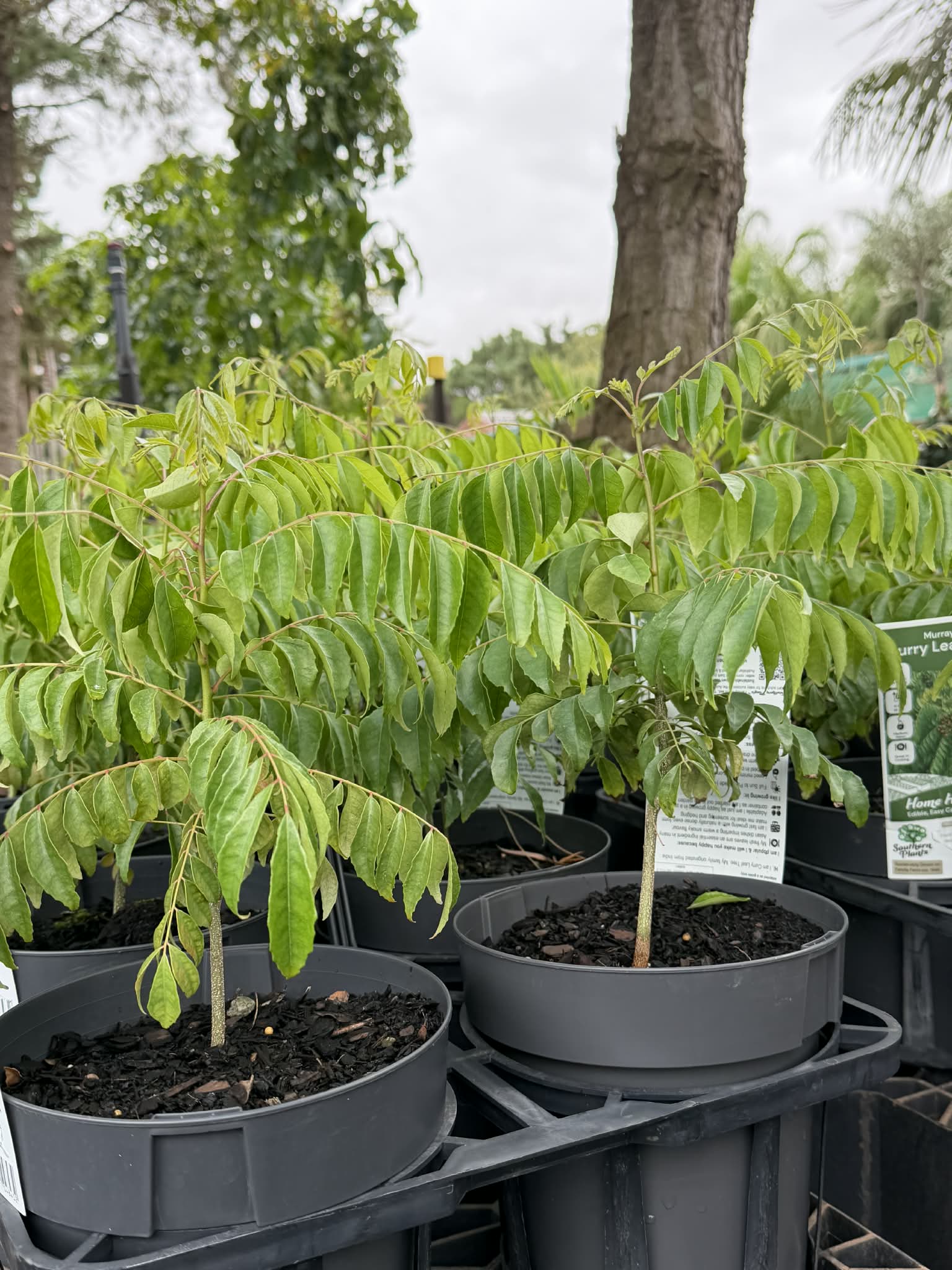 bamboo palm plant Buy Bamboo Palm Tree - Live Plant Air Purifier