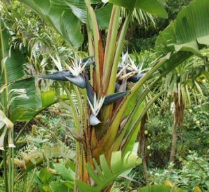 Tropical Bird of Paradise Plant