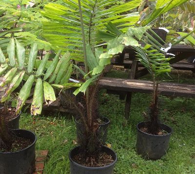 Aiphanes minima (Macaw Palm)