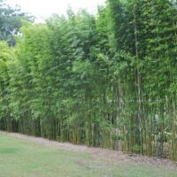 Bambusa textilis gracilis (Bamboo Gracilis)