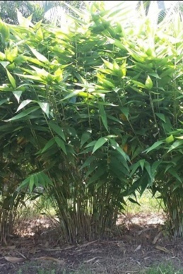 Bamboo-tiger-grass