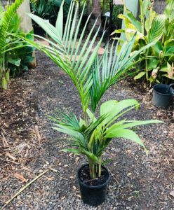 Archontophoenix cunninghamiana - Bangalow Palm 200mm Pot