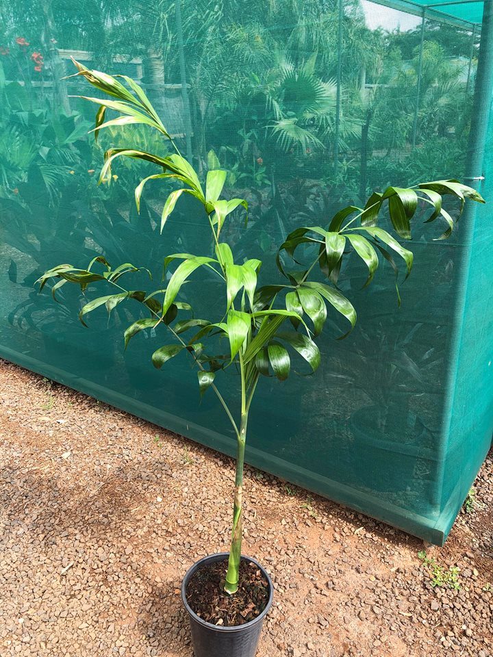 Chamaedorea klotzschiana 7 cm Pot RARE Palmier Semis Plantes