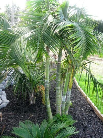 Sugar Cane Palm (Dypsis baronii) - True Green Nursery