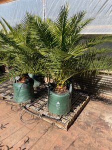 75ltr Canary Island date palm