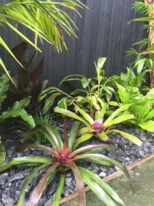 Tropical Backyards Plants with Fence