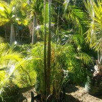 Dypsis baronii sugar cane palm