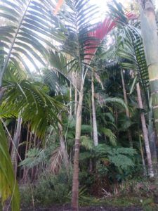 Palm sourcing service